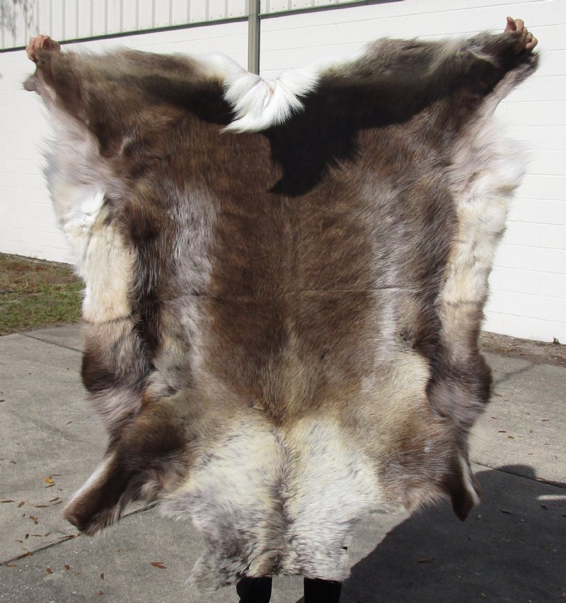 52 by 47 inches Finland Reindeer Hide, Skin for Sale