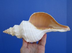 10-3/8 inches <font color=red> Good quality </font>Authentic Horse Conch for Sale, the Florida State Seashell - You are buying this one for $24.99