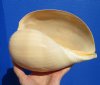 8-1/2 inches Crowned Baler Melon Shell for Sale, Melo Aethiopica - Buy this one for $10.99