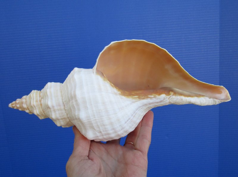 Pay 24.99 for this 103/8 inches Good quality Authentic Horse Conch
