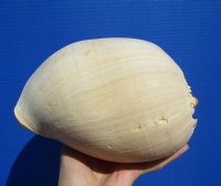 8-1/2 inches Crowned Baler Melon Shell for Sale, Melo Aethiopica - Buy this one for $10.99