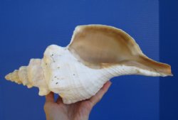 13-1/2 inches Extra Large Horse Conch Shell for Sale - You are buying this one for $49.99