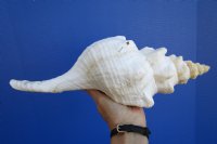 13-1/2 inches Extra Large Horse Conch Shell for Sale - You are buying this one for $49.99
