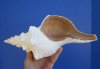 11-1/4 inches long<FONT color=red> Nice Quality </font> Horse Conch Shell for Sale for Seashell Collectors and Display - You are buying this one for $29.99