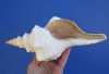 10-1/8 inches <font color=red>Hand Picked Nice quality </font> Real Horse Conch Shell, Pale Peach Official Seashell of Florida - You are buying this one for $24.99