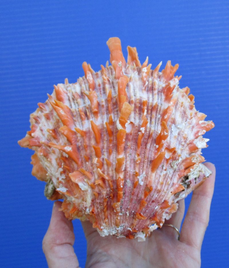 5 by 5 inches Bright Orange Spondylus Princeps Spiny Oyster Shell for Sale