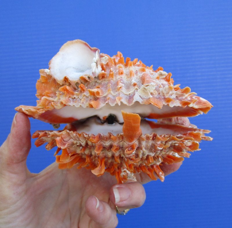 5 by 5 inches Bright Orange Spondylus Princeps Spiny Oyster Shell for Sale