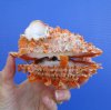 5 by 5 inches Bright Orange Spondylus Princeps Spiny Oyster Shell for Sale with Wide Sharp Spines covering the entire surface - You are buying the hand picked shell pictured for $33.99