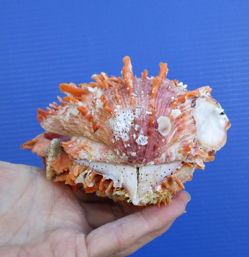 5 by 5 inches Bright Orange Spondylus Princeps Spiny Oyster Shell for Sale