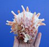 5-3/4 by 5-1/4 inches Red, Orange and White Spondylus Princeps Spiny Oyster Shell for Sale with Short Wide Spines - You are buying this hand picked shell for $33.99