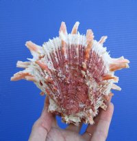 5-3/4 by 5-1/4 inches Red, Orange and White Spondylus Princeps Spiny Oyster Shell for Sale with Short Wide Spines - You are buying this hand picked shell for $33.99
