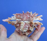 5-3/4 by 5-1/4 inches Red, Orange and White Spondylus Princeps Spiny Oyster Shell for Sale with Short Wide Spines - You are buying this hand picked shell for $33.99