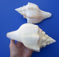 7-7/8 and 7-1/2 inches West Indian Chank Shells for Sale, a Heavy Shell with a Pink Mouth Opening - You are buying these hand picked shells for $10 each