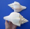 7-7/8 and 7-1/2 inches West Indian Chank Shells for Sale, a Heavy Shell with a Pink Mouth Opening - You are buying these hand picked shells for $10 each