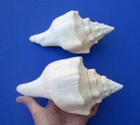 7-5/8 and 7-1/2 inches West Indian Chank Shells for Sale - You are buying the 2 hand picked shells pictured for $10 each