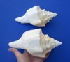 7-5/8 and 7-1/2 inches West Indian Chank Shells for Sale - You are buying the 2 hand picked shells pictured for $10 each