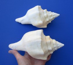 Two West Indian Chank Shells 7-5/8 and 7-1/2 inches for $10 each