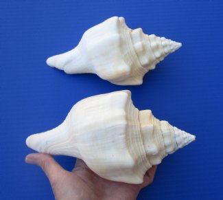 West Indian Chank Shells -  Turbinella angulata