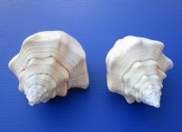 7-5/8 and 7-1/2 inches West Indian Chank Shells for Sale - You are buying the 2 hand picked shells pictured for $10 each