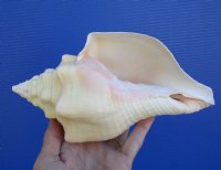 8-1/4 inches Pretty West Indian Chank Shell for Sale - You are buying the hand picked shell pictured for $16.99