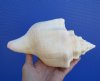 8-1/4 inches Pretty West Indian Chank Shell for Sale - You are buying the hand picked shell pictured for $16.99
