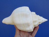 8-1/4 inches West Indian Chank Shell for Sale, Turbinella angulata - You are buying this hand picked shell pictured for $16.99