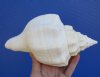 8-1/4 inches West Indian Chank Shell for Sale, Turbinella angulata - You are buying this hand picked shell pictured for $16.99