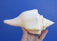 8-1/2 inches Pretty West Indian Chank Shell for Sale, - You are buying the hand picked shell pictured for $16.99