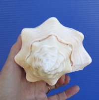 8-1/2 inches Pretty West Indian Chank Shell for Sale, - You are buying the hand picked shell pictured for $16.99