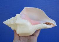 8-1/4 inches West Indian Chank Shell for Sale - You are buying the hand picked shell pictured for $16.99