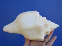 8-1/4 inches West Indian Chank Shell for Sale - You are buying the hand picked shell pictured for $16.99