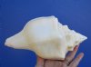 8-1/4 inches West Indian Chank Shell for Sale - You are buying the hand picked shell pictured for $16.99