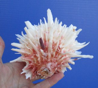 Spiny Oyster Shell, Thorny Oyster 