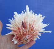 Spiny Oyster Shells - Thorny Oysters