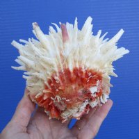 5-1/4 by 4-1/2 inches Beautiful Spondylus Leucacanthus Spiny Oyster Shell for Sale - You are buying the hand picked shell pictured for $26.99