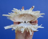 5-1/4 by 4-1/2 inches Beautiful Spondylus Leucacanthus Spiny Oyster Shell for Sale - You are buying the hand picked shell pictured for $26.99