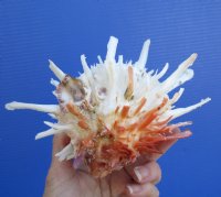 5-3/4 by 4-3/4 inches Gorgeous Spondylus Leucacanthus, Spiny Oyster Shell with Wide Sharp Spines Covering the Surface - You are buying this one for $29.99