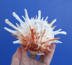 5-3/4 by 4-3/4 inches Gorgeous Spondylus Leucacanthus, Spiny Oyster Shell