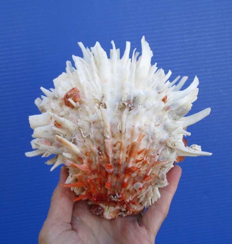 5 3 4 By 5 1 2 Inches Spondylus Leucacanthus Spiny Oyster Shell For Sale