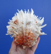 5-3/4 by 5-1/2 inches Spondylus Leucacanthus Spiny Oyster Shell for Sale -