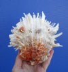 5-3/4 by 5-1/2 inches Spondylus Leucacanthus Spiny Oyster Shell for Sale -