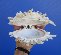 5-3/4 by 5-1/2 inches Spondylus Leucacanthus Spiny Oyster Shell for Sale -
