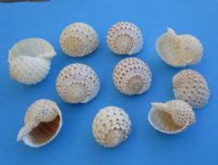 3 to 3-7/8 inches Tonna Tesselatta, Spotted Tun Shells <font color=red> Wholesale</font> - Case: 100 @ $1.25 each