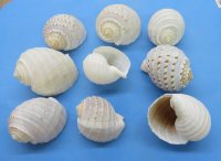 4 to 4-7/8 inches Spotted Tun Shells, Tonna Tesselatta n Bulk - 12 @ $2.50 each