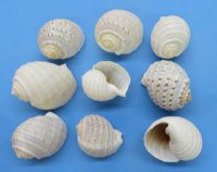 4 to 4-7/8 inches Spotted Tun Shells, Tonna Tesselatta <font color=red> Wholesale</font> -72 @ $1.55 each