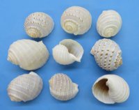 4 to 4-7/8 inches Spotted Tun Shells, Tonna Tesselatta <font color=red> Wholesale</font> -72 @ $1.80 each