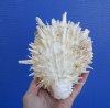 6 by 5-1/2 inches White Spondylus Leucacanthus Thorny Oyster Shell for Sale with Wide Sharp White Spines