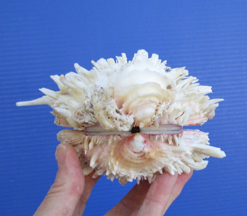 6 by 51/2 inches White Spondylus Leucacanthus Thorny Oyster Shell for Sale