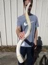 31 inches White Unpolished Kudu Horn Inner Bone Core for Crafts - You are buying this one for $34.99