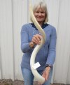 32 inches Unpolished White Kudu Horn bone Core for Sale - You are buying this one for $34.99 